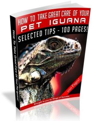 Product picture How To Take Great Care Of Your Pet Iguana
